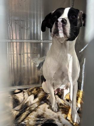 Enlarge Precious, an adopted mixed breed in Inverness, FL image 1/1