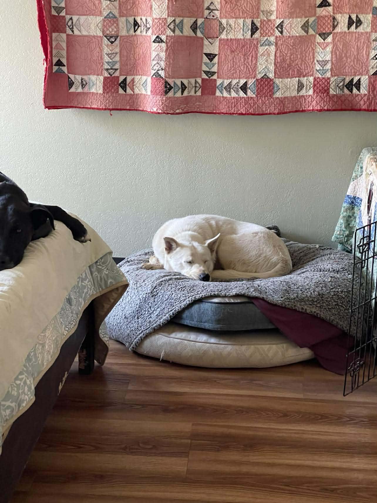 Enlarge Pookie Bear, a Adoptable mixed breed in Temecula, CA image 6/6