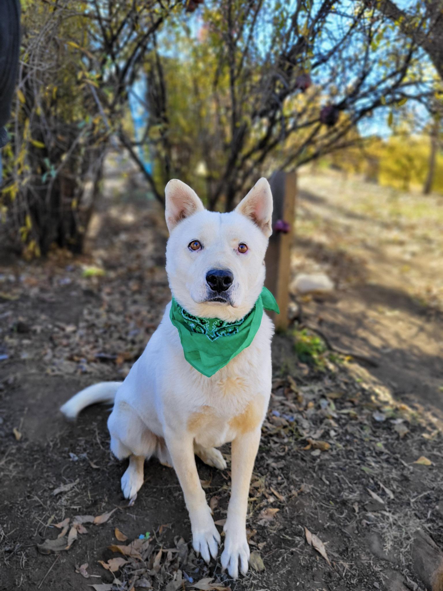 Enlarge Pookie Bear, a Adoptable mixed breed in Temecula, CA image 4/6