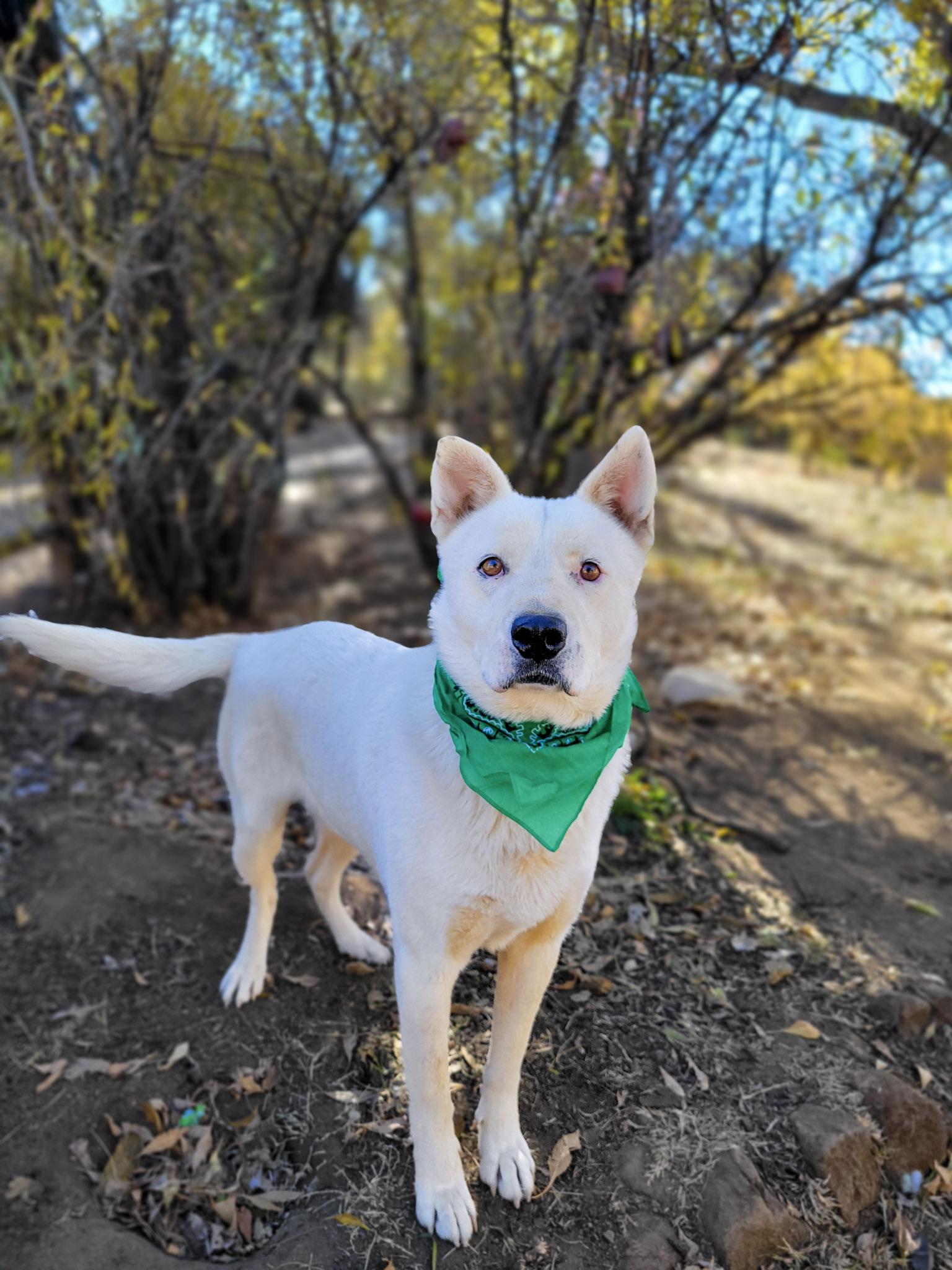 Enlarge Pookie Bear, a Adoptable mixed breed in Temecula, CA image 5/6