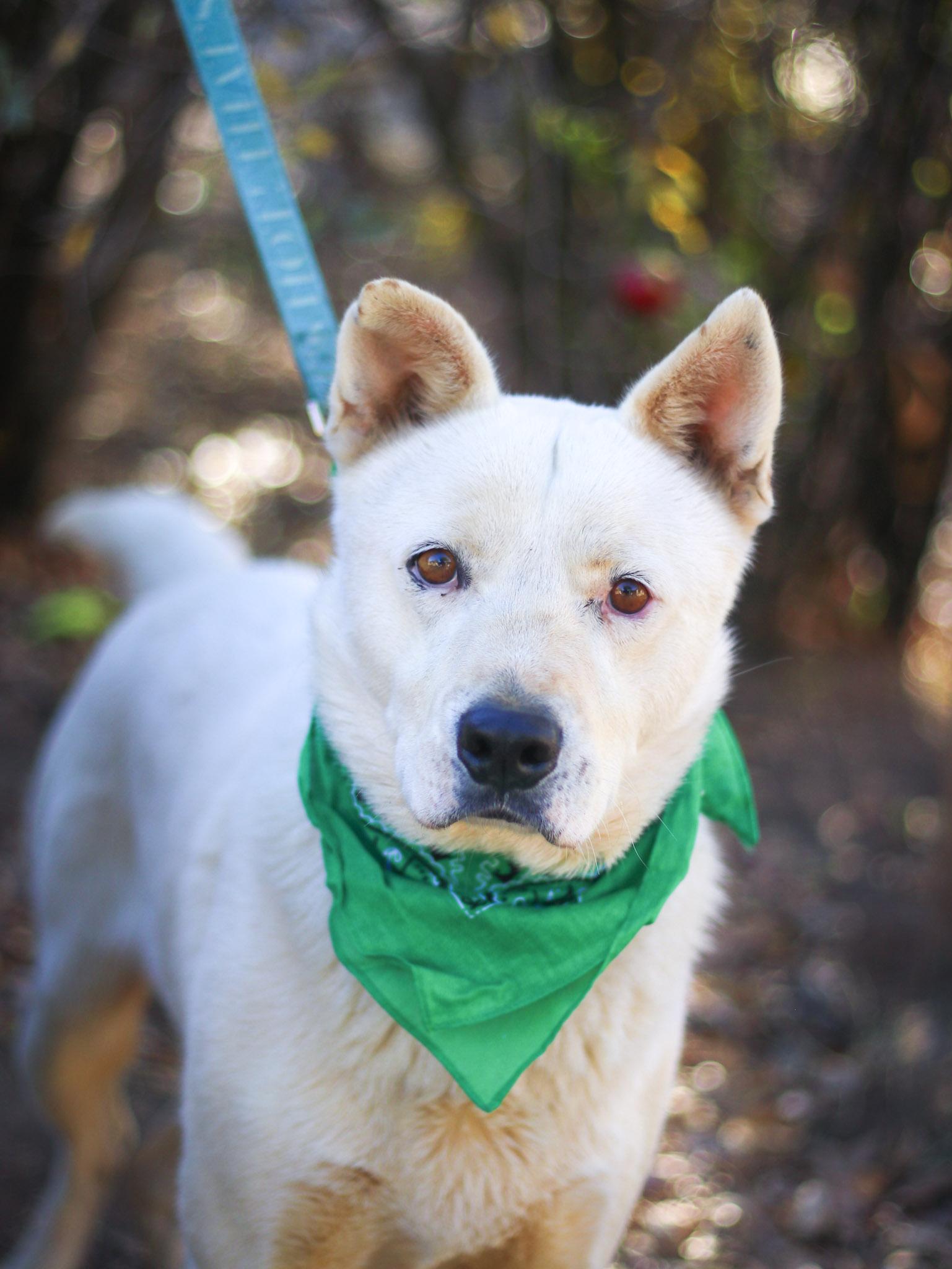 Enlarge Pookie Bear, a Adoptable mixed breed in Temecula, CA image 1/6