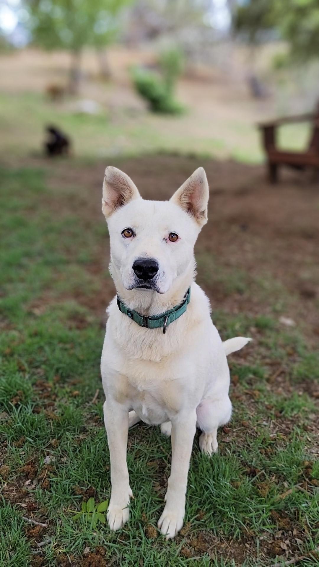 Pookie Bear, Adoptable, Adult Male Shepherd.