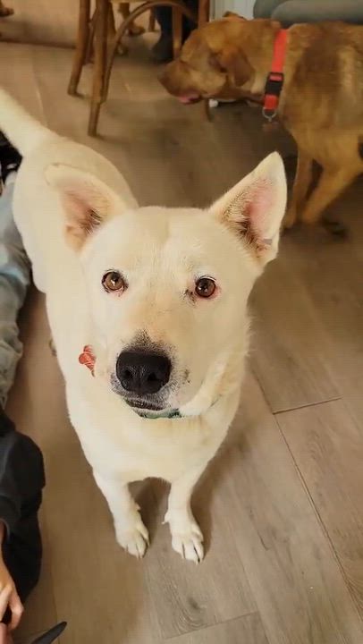 Enlarge Pookie Bear, a Adoptable mixed breed in Temecula, CA video 6/6
