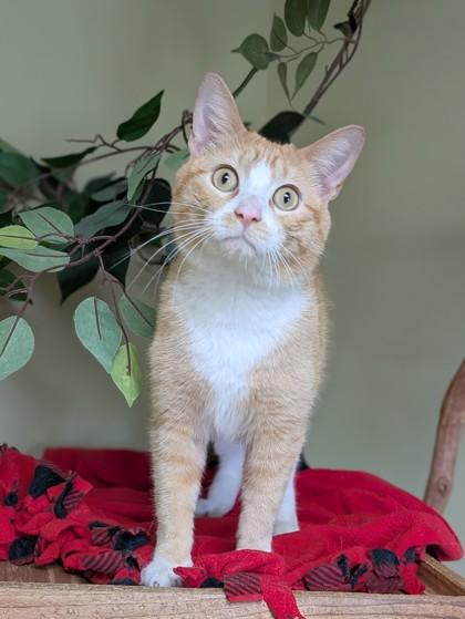 Enlarge Sonny, a Adoptable mixed breed in Hastings, NE image 2/3
