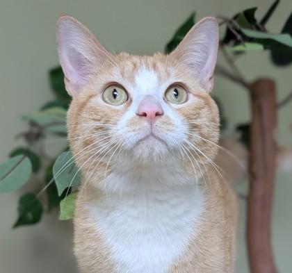 Sonny, Adoptable, Adult Male Domestic Short Hair & Domestic Short Hair.