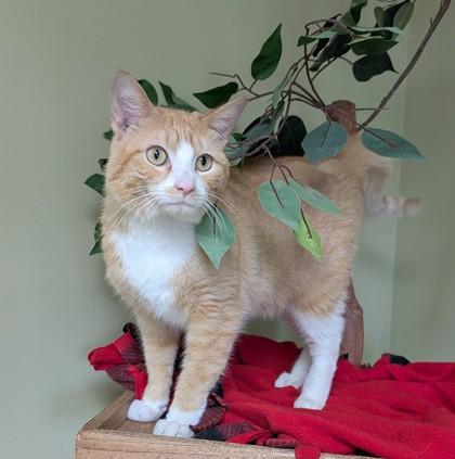 Enlarge Sonny, a Adoptable mixed breed in Hastings, NE image 3/3