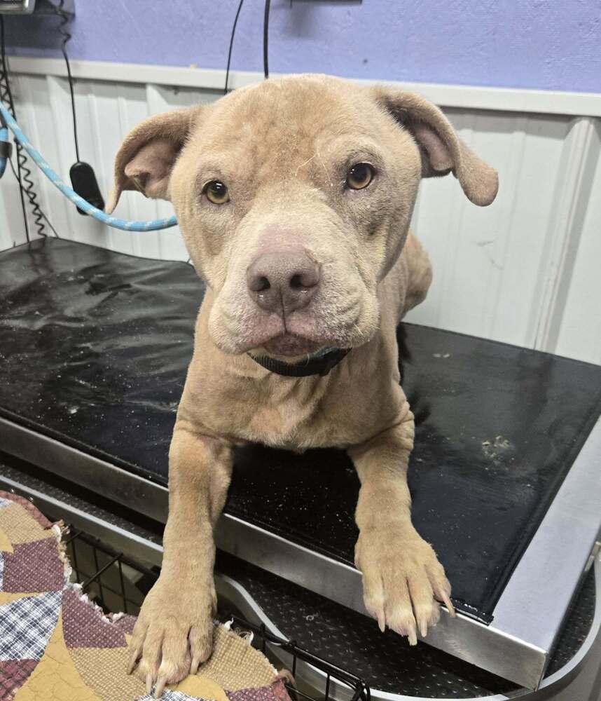 Bentley, Adoptable, Adult Male Pit Bull Terrier.