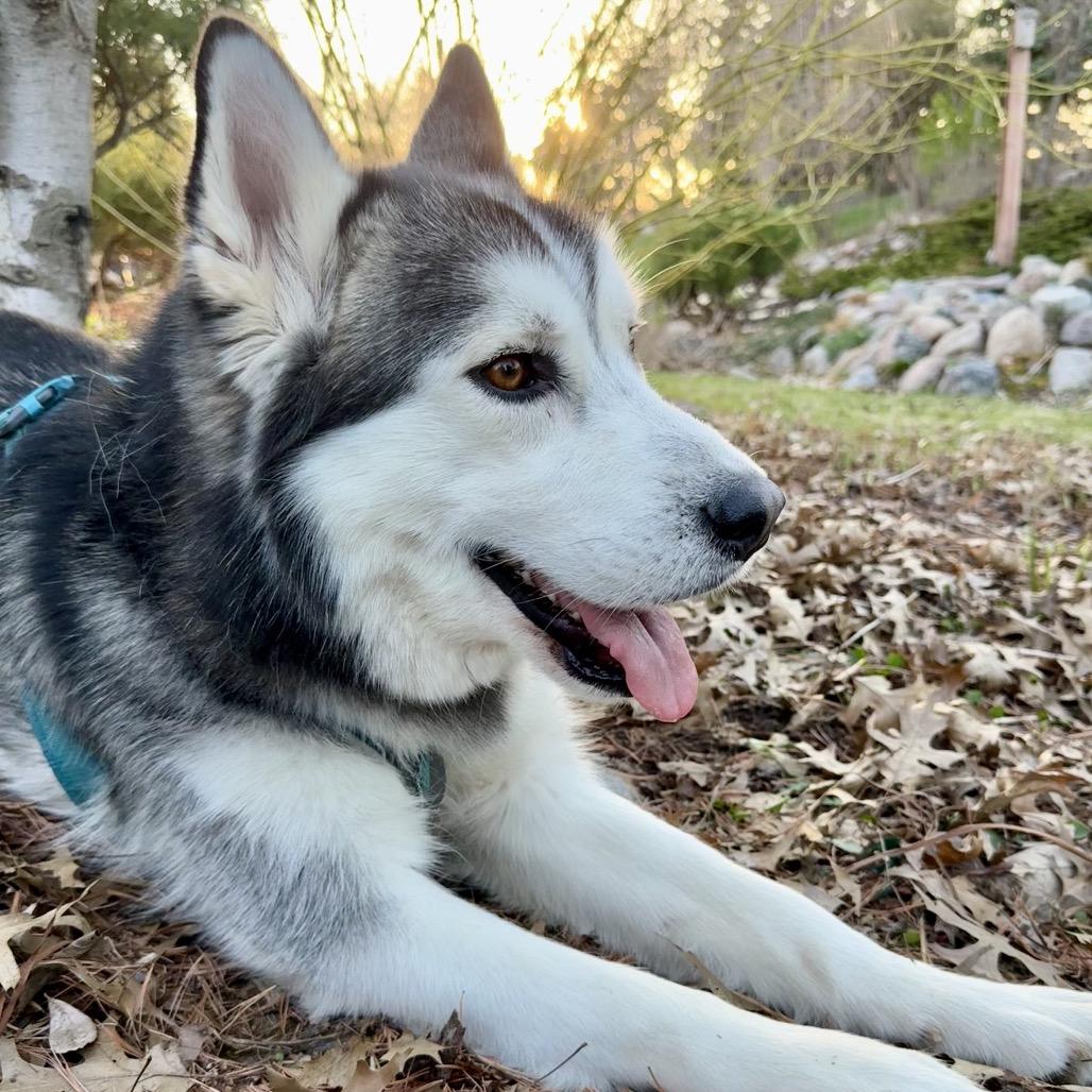 Enlarge Mateo, a Adoptable mixed breed in Buffalo, MN image 1/6
