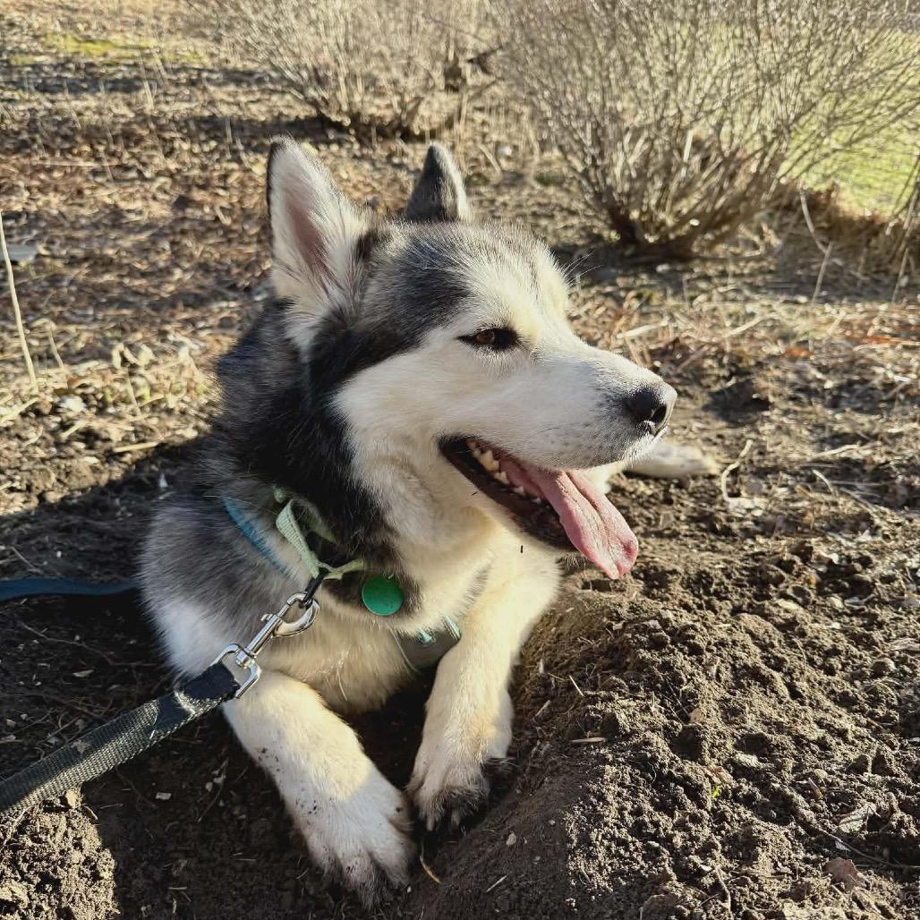 Enlarge Mateo, a Adoptable mixed breed in Buffalo, MN image 2/6