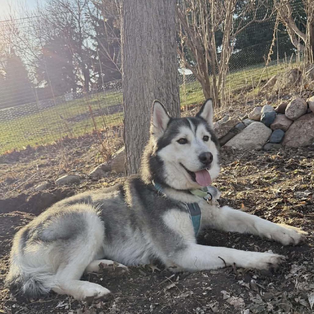 Enlarge Mateo, a Adoptable mixed breed in Buffalo, MN image 3/6
