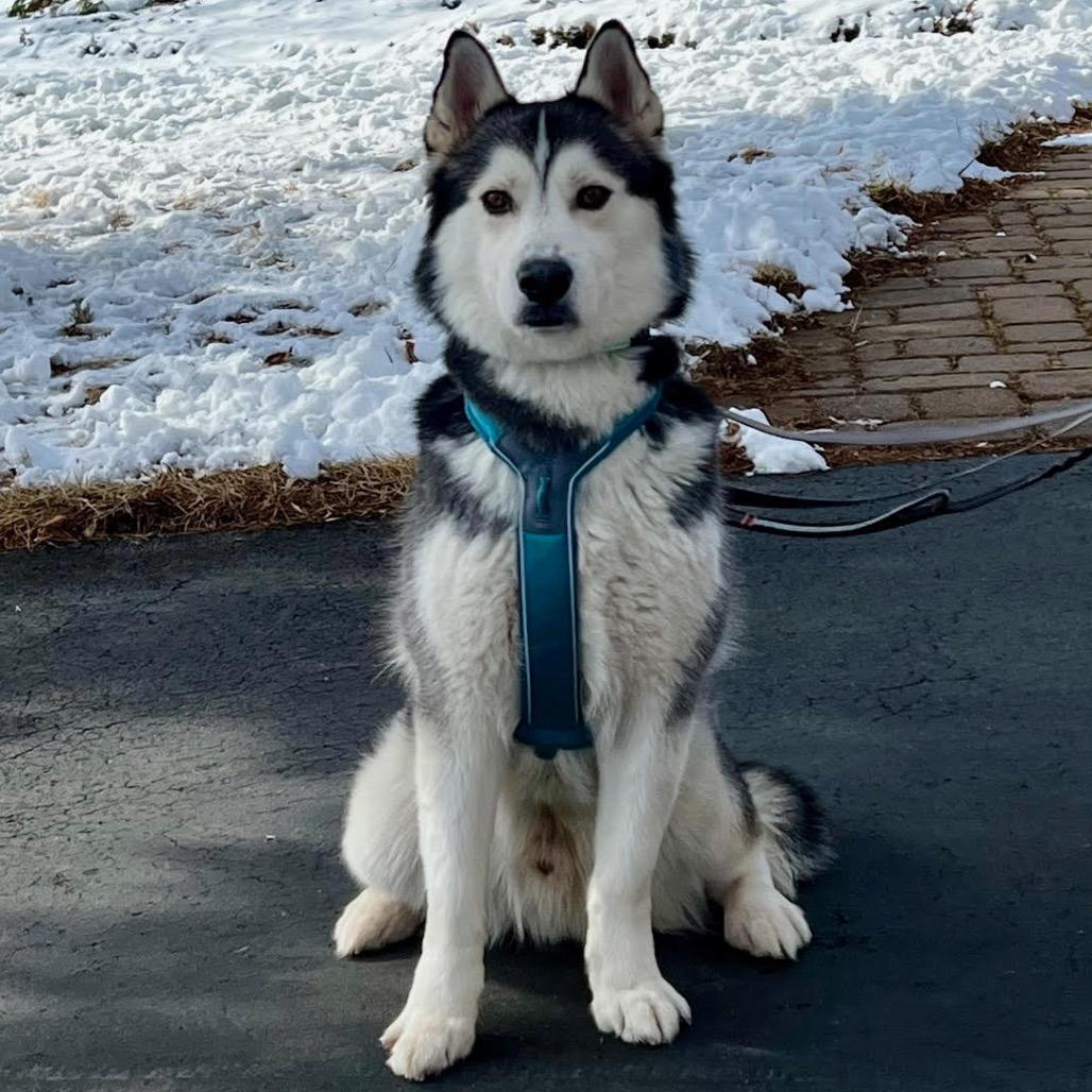 Mateo, Adoptable, Adult Male Husky & Mixed Breed.