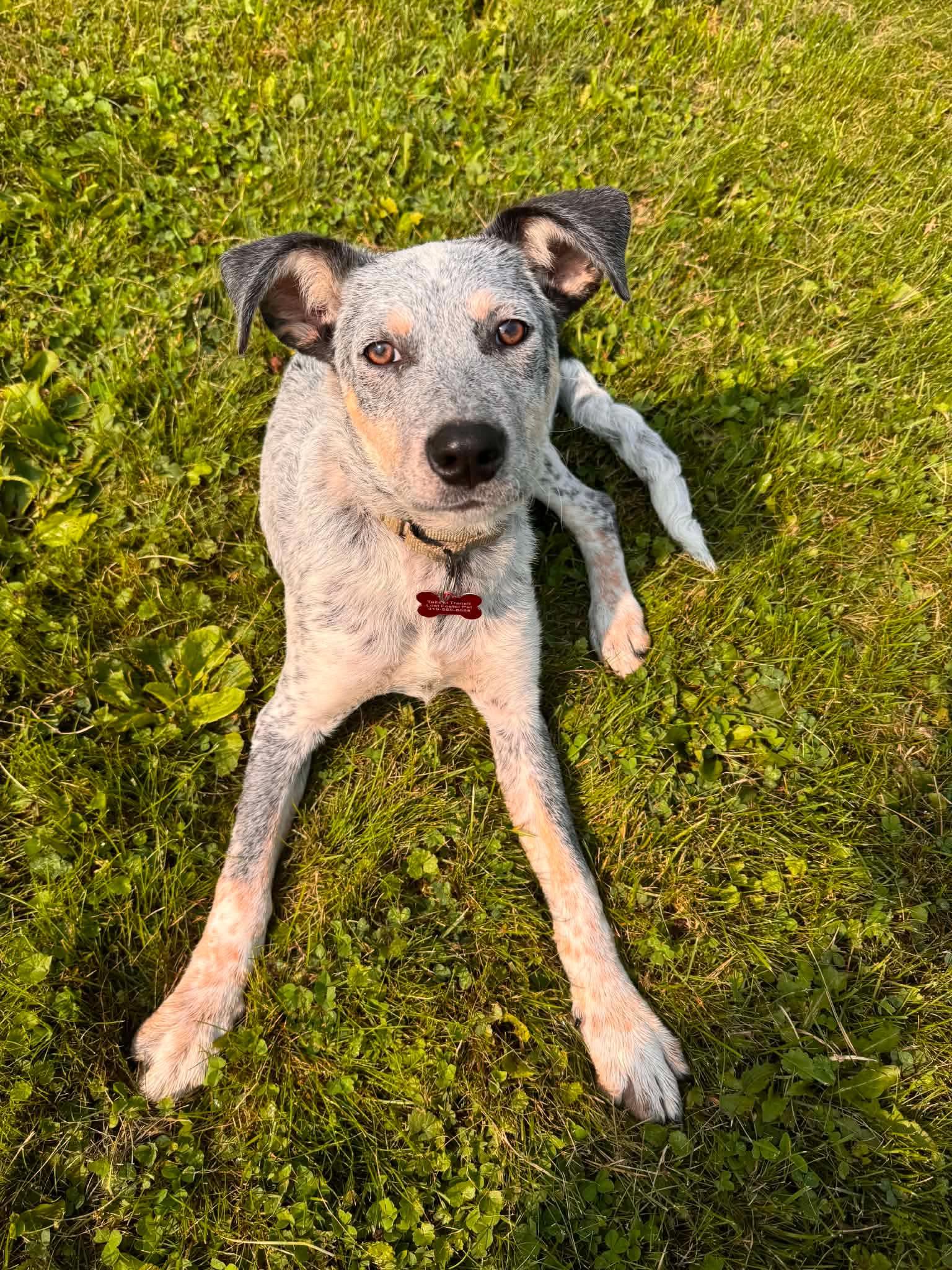 Enlarge Tater, a Adopted mixed breed in Cedar Rapids, IA image 2/4