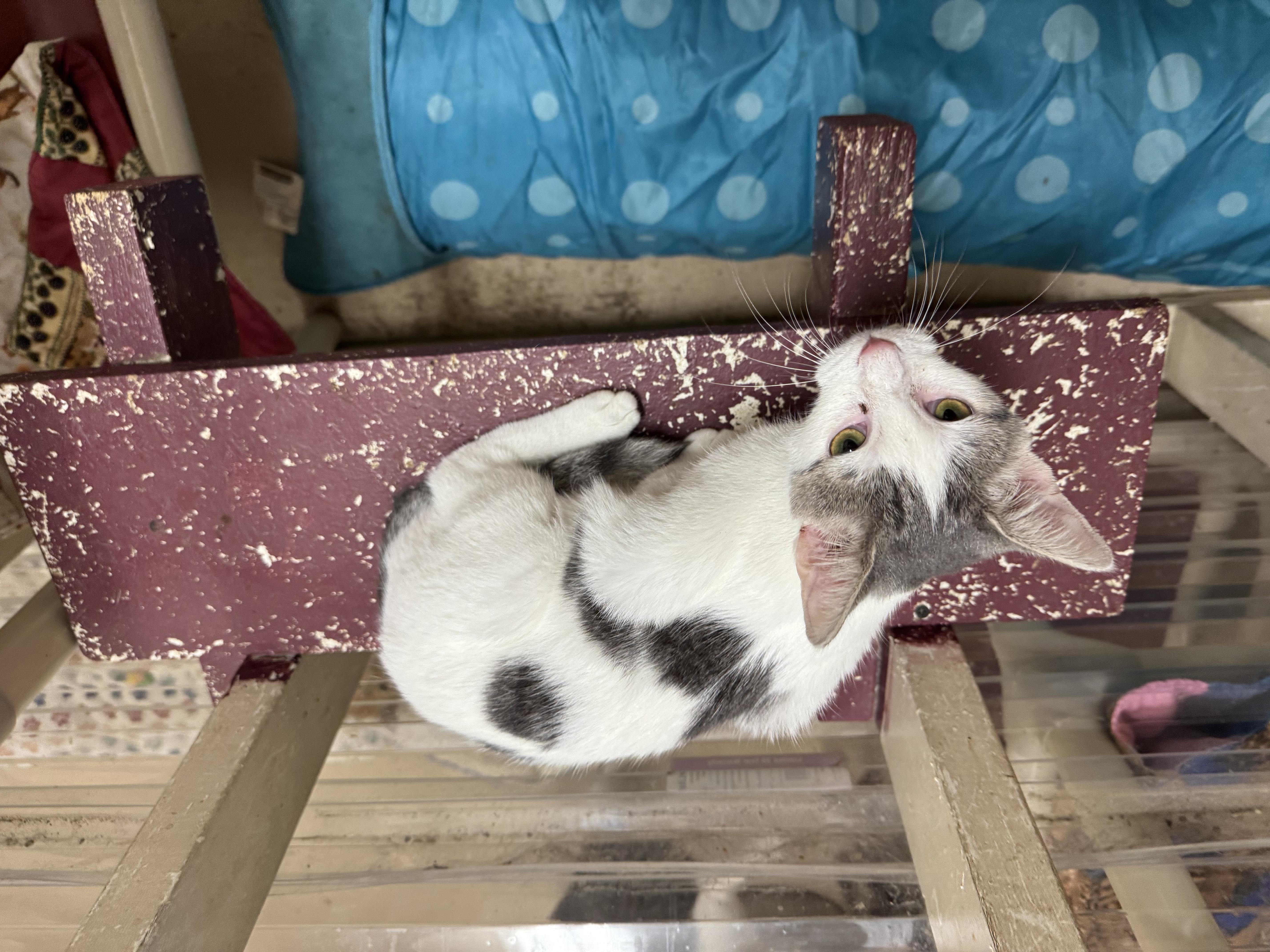 Snuggles, a Adoptable Domestic Short Hair in Logan, OH image 2/2