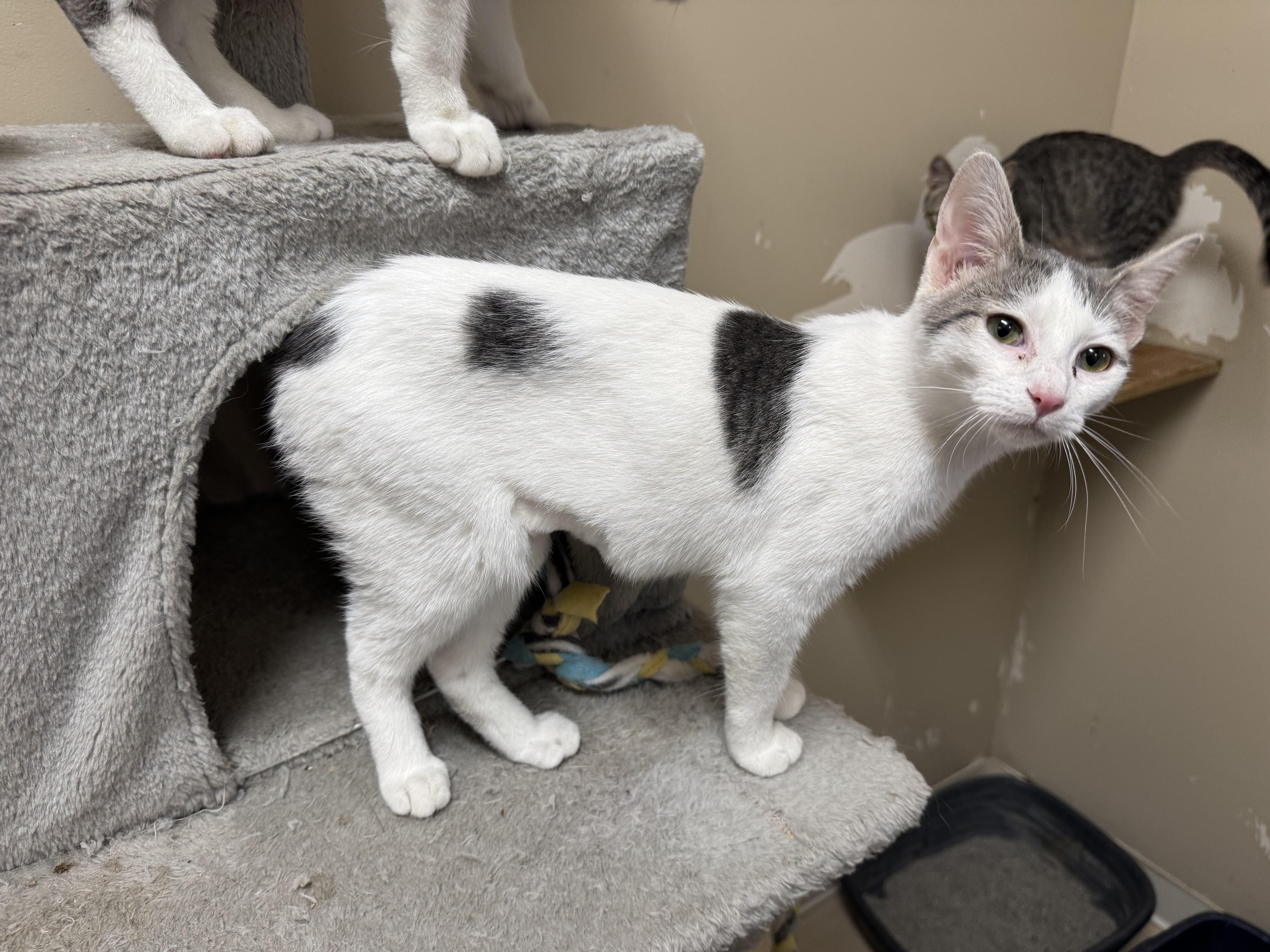 Snuggles, a Adoptable Domestic Short Hair in Logan, OH image 1/2