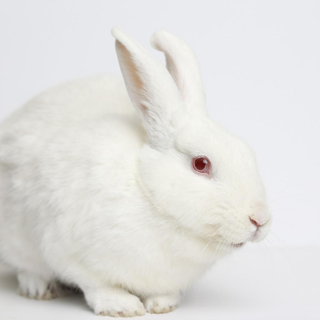 Enlarge Snowdrop, a Adoptable New Zealand in San Francisco, CA image 1/6