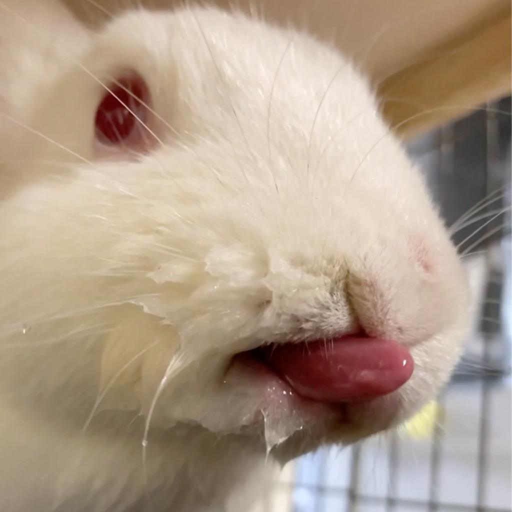 Snowdrop, Adoptable, Adult Female New Zealand.