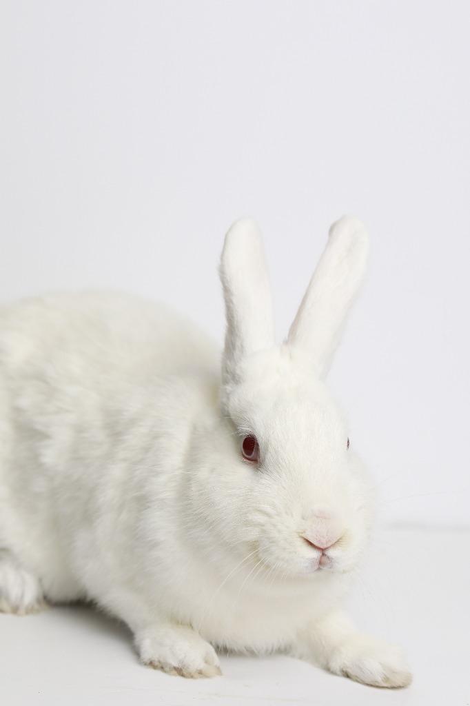 Enlarge Snowdrop, a Adoptable New Zealand in San Francisco, CA image 2/6