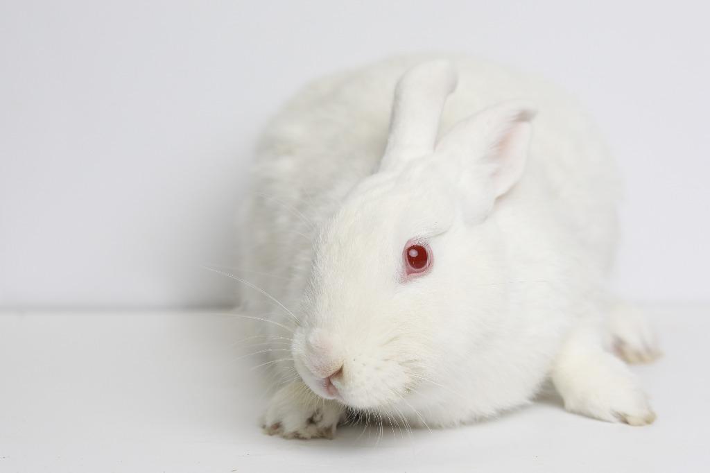 Enlarge Snowdrop, a Adoptable New Zealand in San Francisco, CA image 1/6