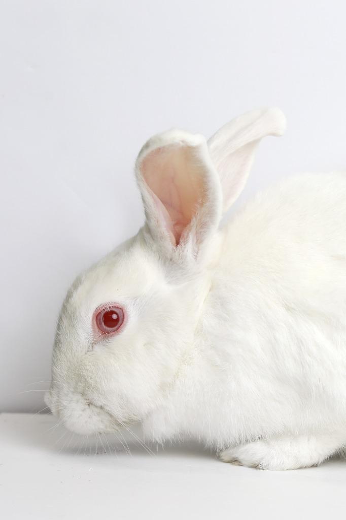 Enlarge Snowdrop, a Adoptable New Zealand in San Francisco, CA image 3/6