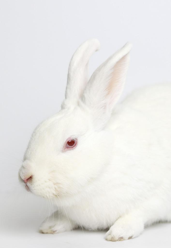Enlarge Snowdrop, a Adoptable New Zealand in San Francisco, CA image 4/6