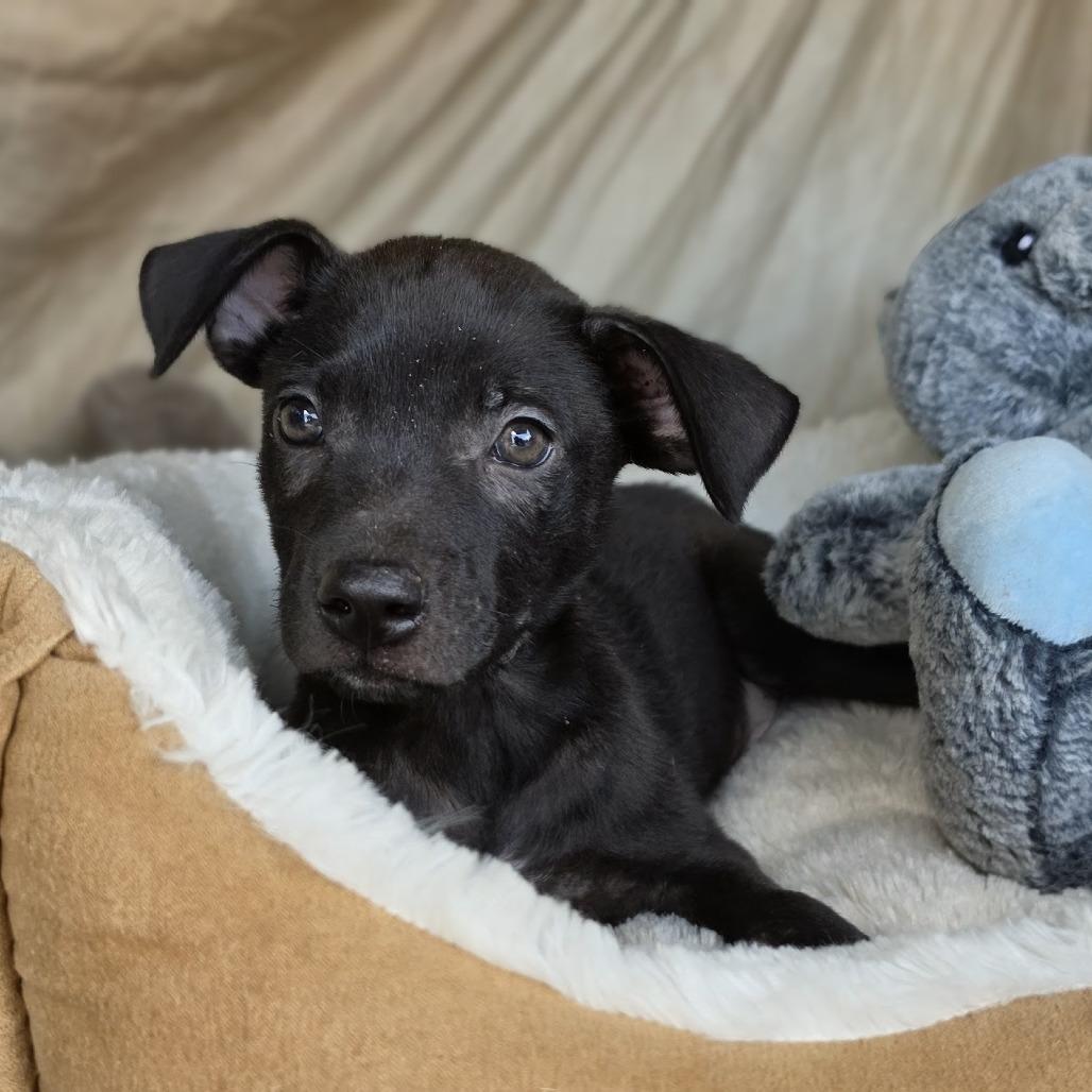 Toes, Adoptable, Puppy Male Labrador Retriever.