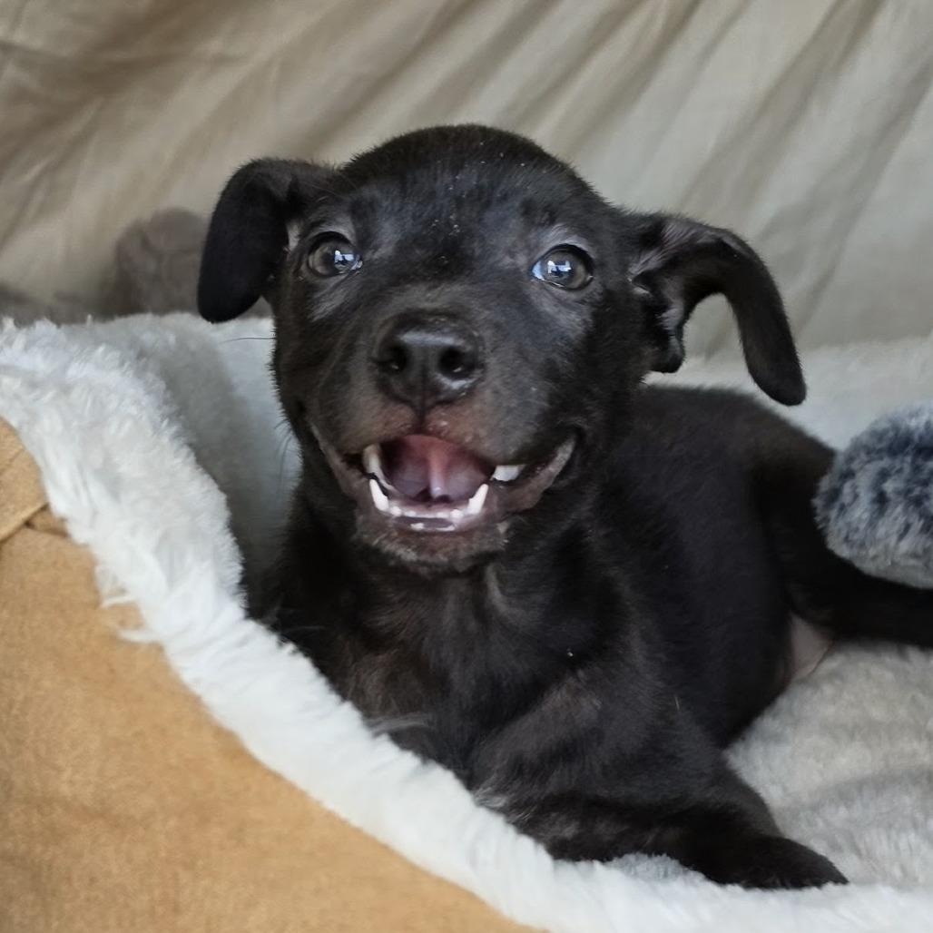 Enlarge Toes, a Adoptable mixed breed in Lancaster, PA image 2/3