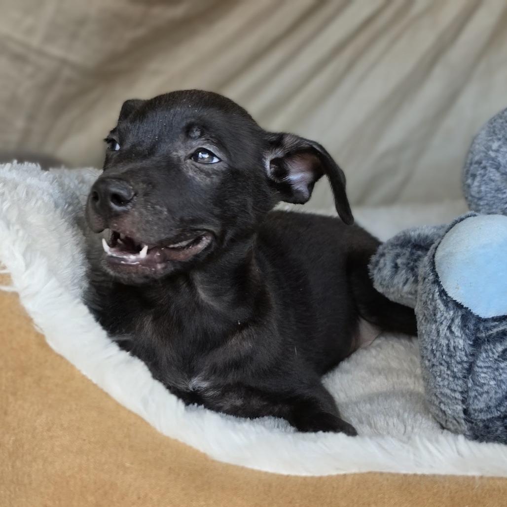 Enlarge Toes, a Adoptable mixed breed in Lancaster, PA image 3/3