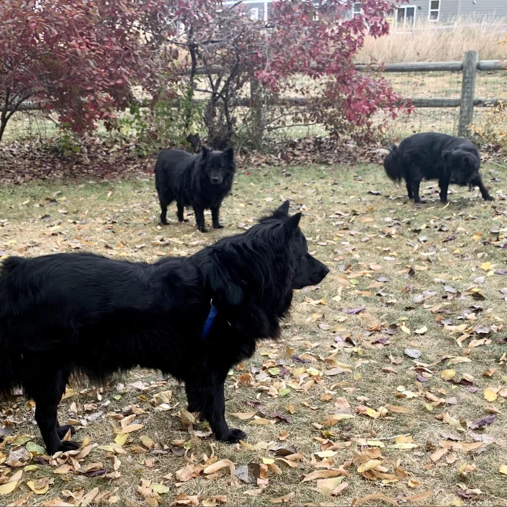 Sammy, Adoptable, Adult Female Chow Chow & Mixed Breed.