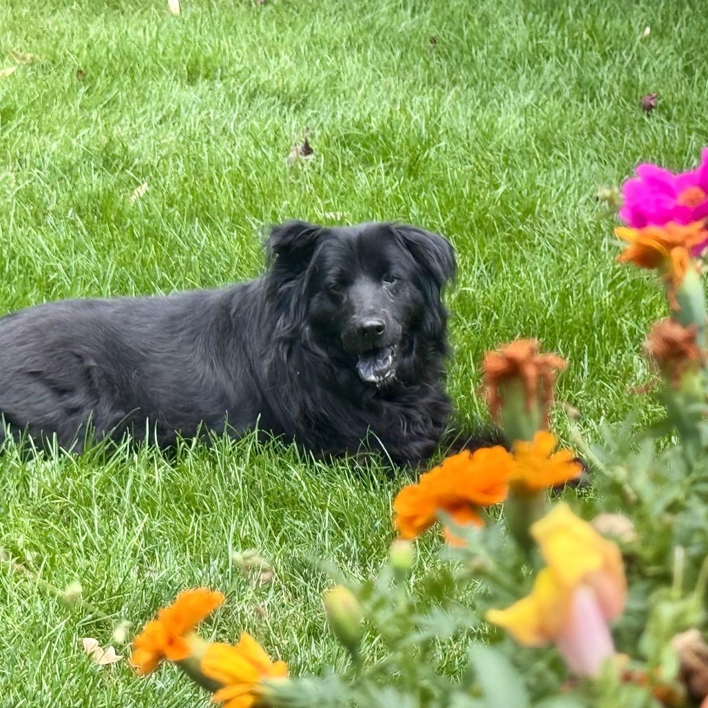 Enlarge Sammy, a Adoptable mixed breed in Fort Collins, CO image 6/6