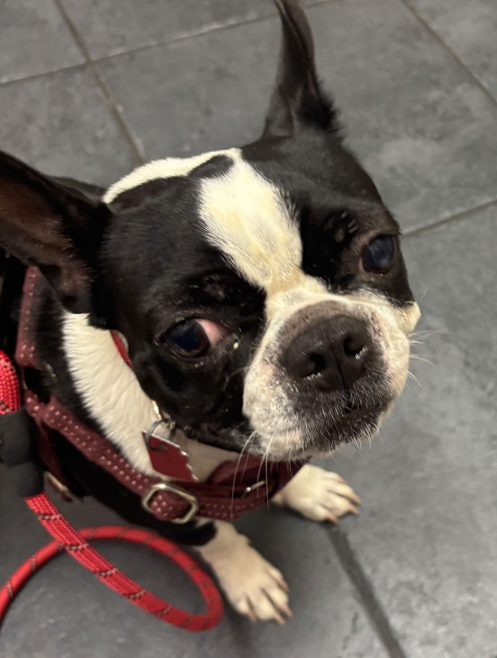 Enlarge Maggie, a Adoptable Boston Terrier in Scottsdale, AZ image 3/3