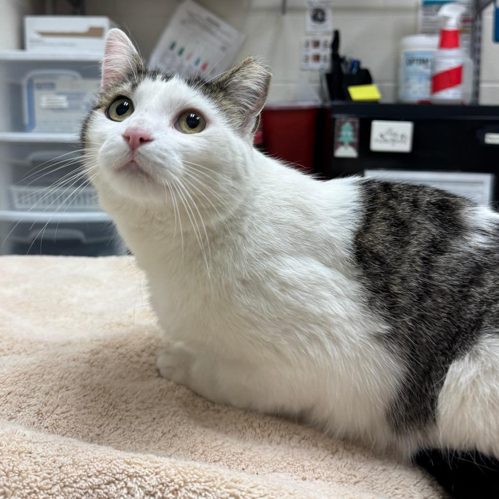 Jaden, Adoptable, Senior Male Domestic Short Hair.