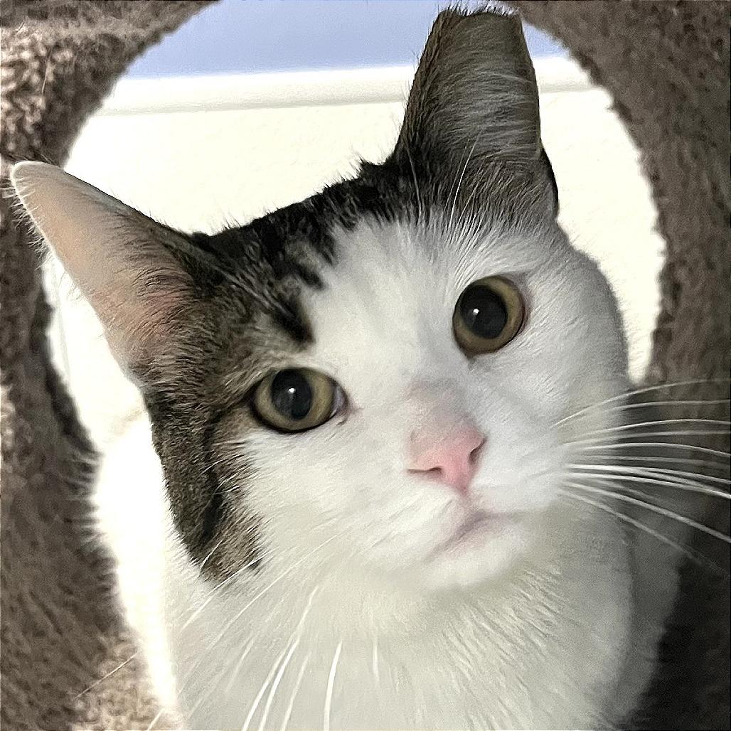 Enlarge Jaden, a Adoptable Domestic Short Hair in Murray, UT image 2/3