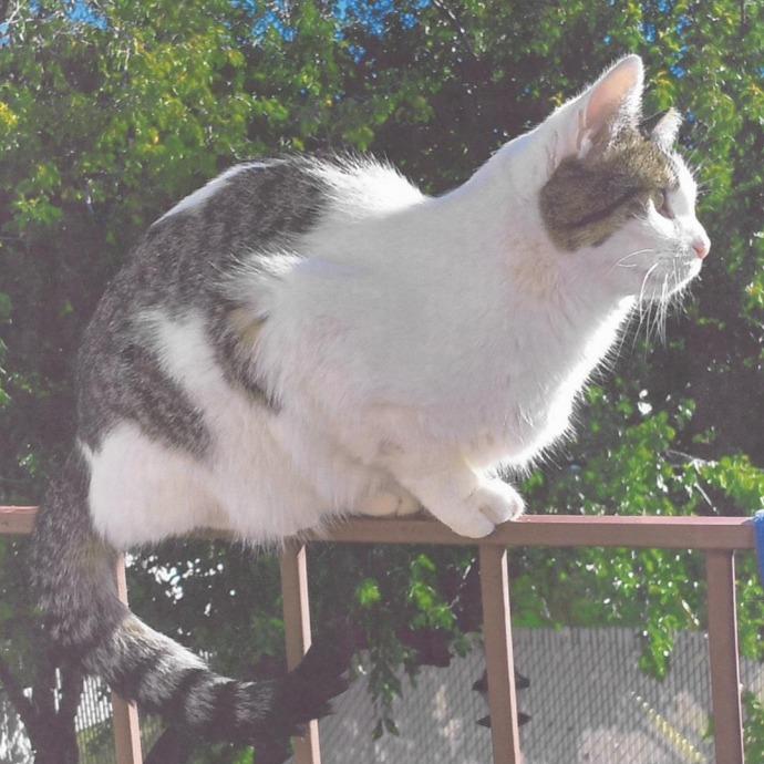 Enlarge Jaden, a Adoptable Domestic Short Hair in Murray, UT image 3/3