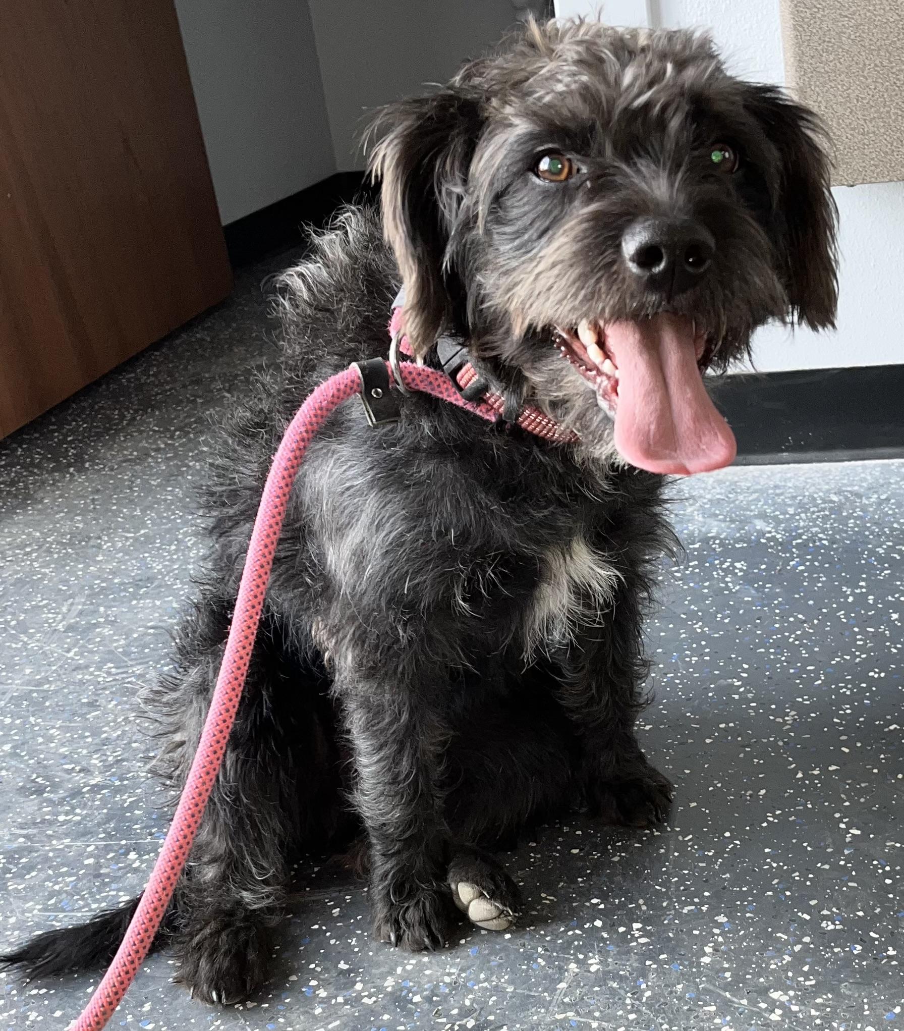 Enlarge Jenny, a Adopted mixed breed in Centerton, AR image 1/3