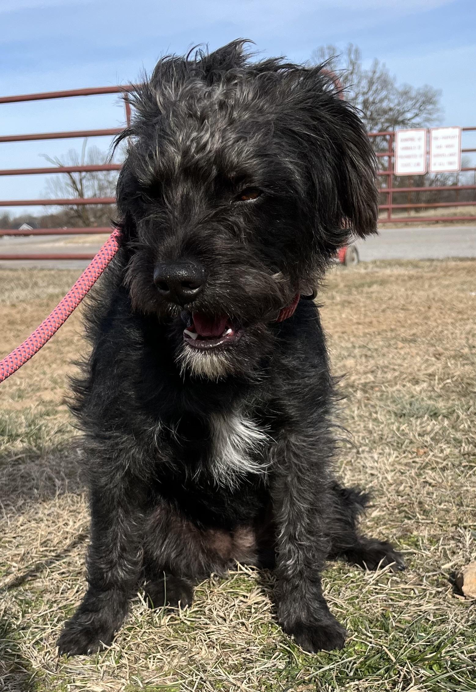 Enlarge Jenny, a Adopted mixed breed in Centerton, AR image 3/3