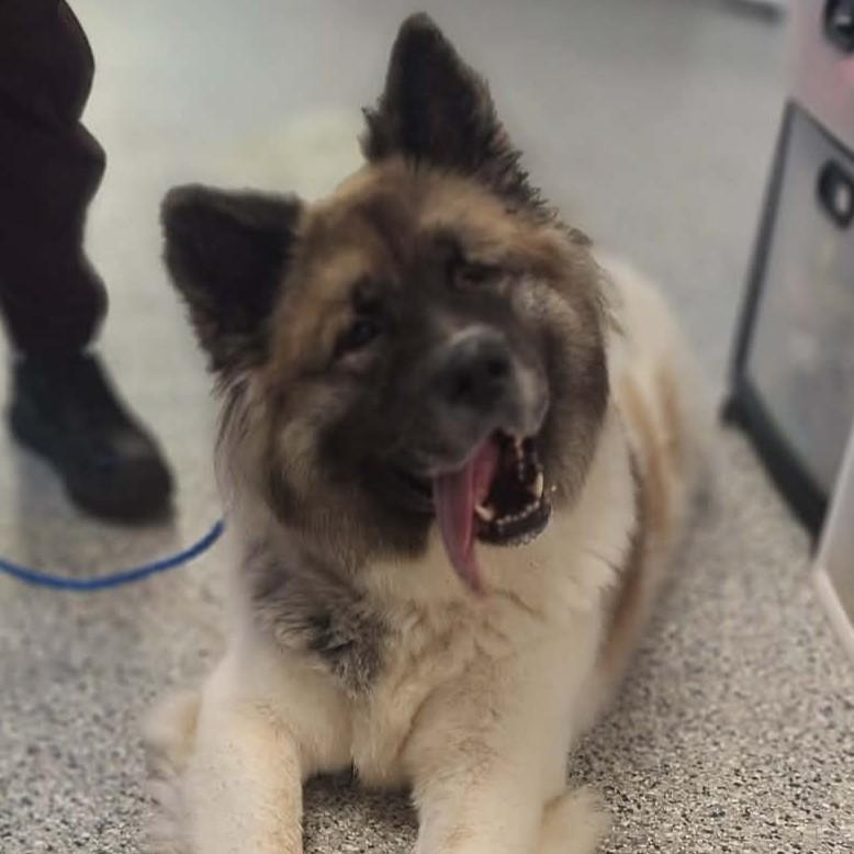 Enlarge Inari, a ADOPTABLE mixed breed in Normal, IL image 6/6
