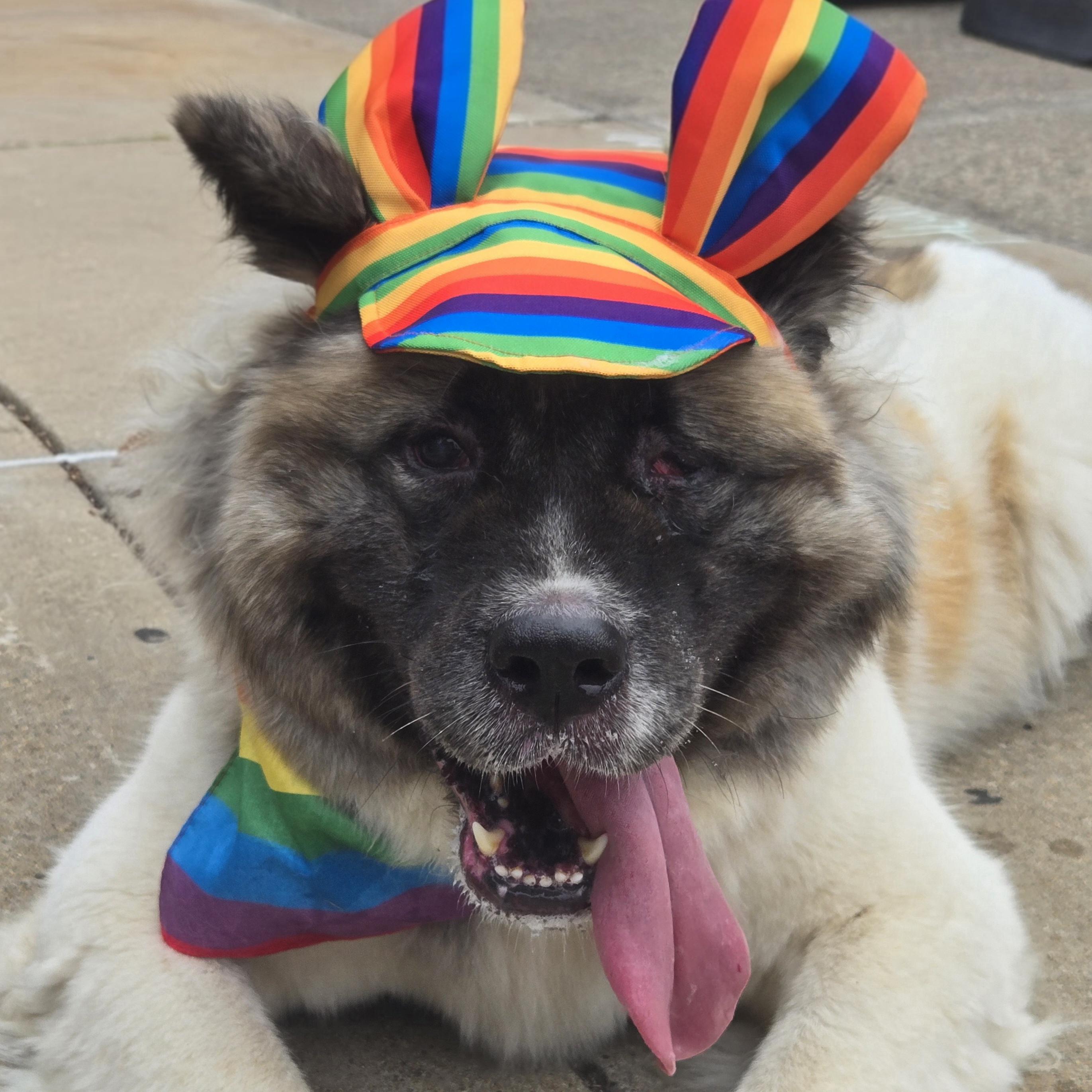 Enlarge Inari, a ADOPTABLE mixed breed in Normal, IL image 2/6