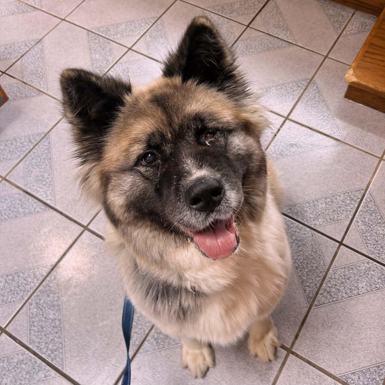 Enlarge Inari, a ADOPTABLE mixed breed in Normal, IL image 5/6