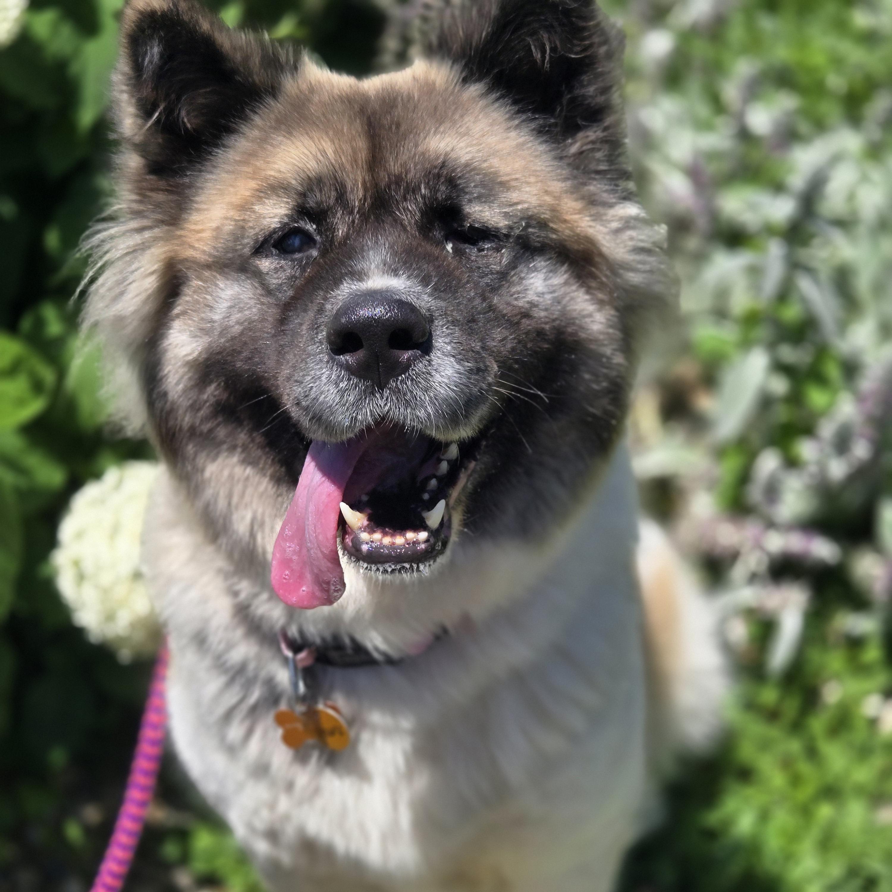 Inari, ADOPTABLE, Adult Female Akita & Mixed Breed.