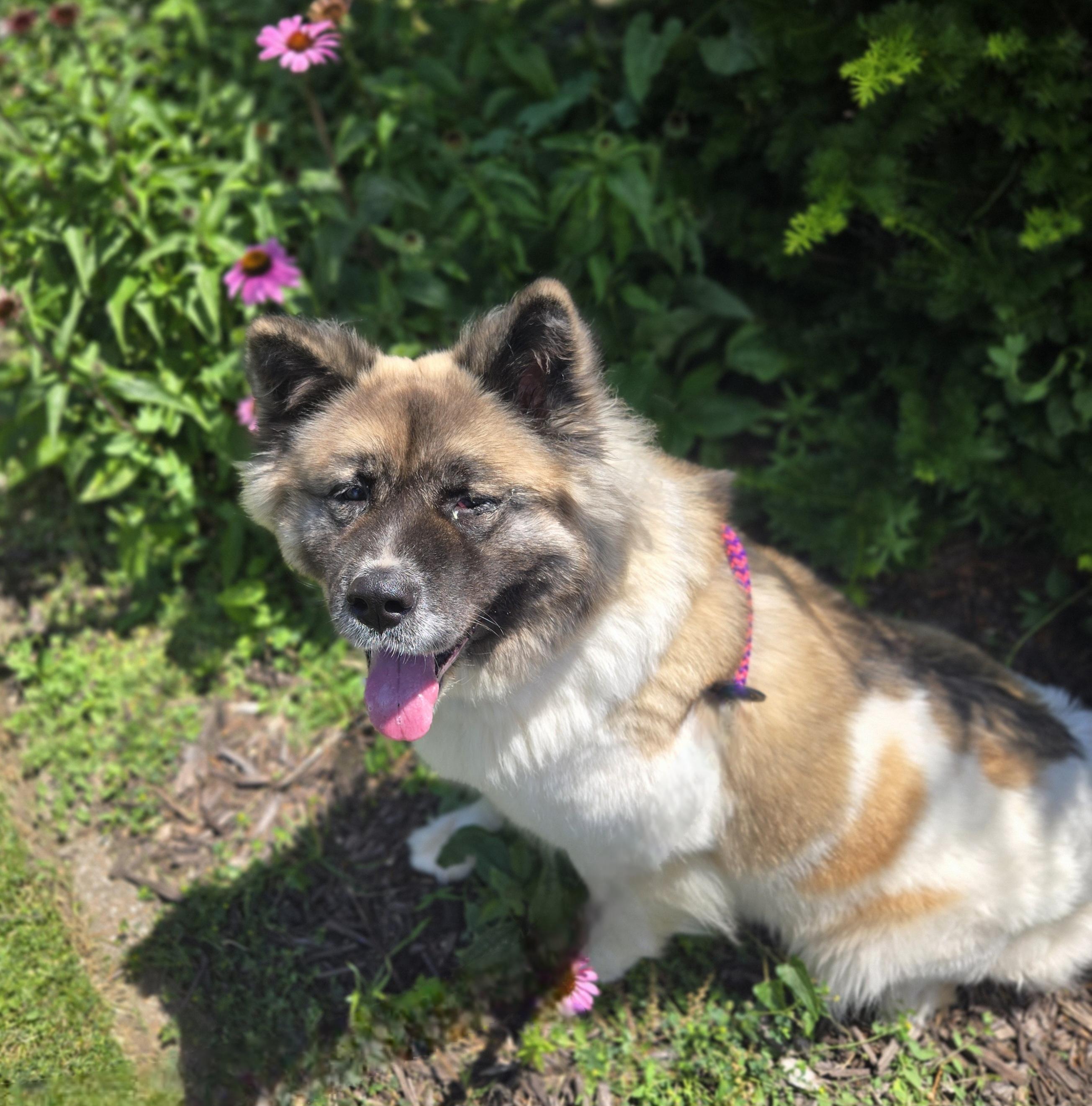 Enlarge Inari, a ADOPTABLE mixed breed in Normal, IL image 4/6