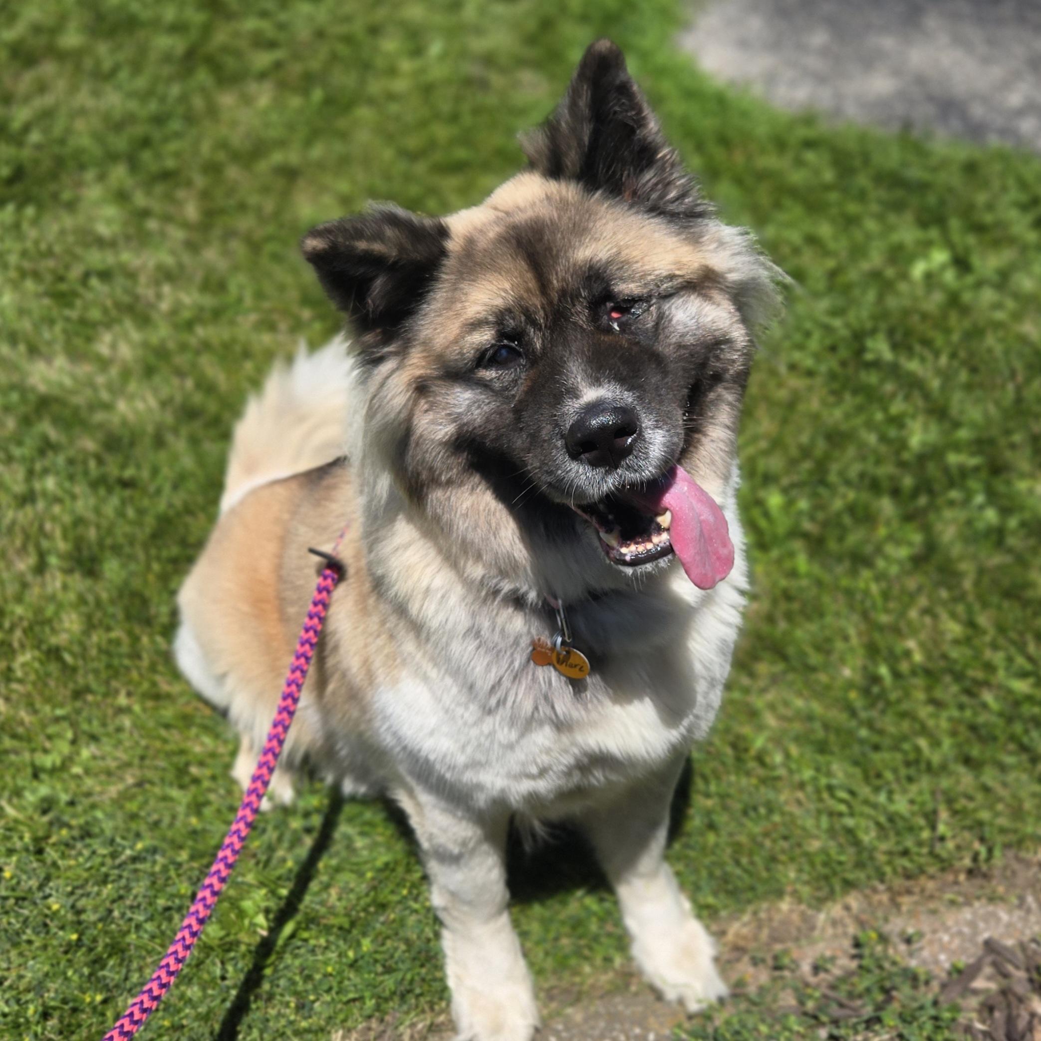 Enlarge Inari, a ADOPTABLE mixed breed in Normal, IL image 3/6