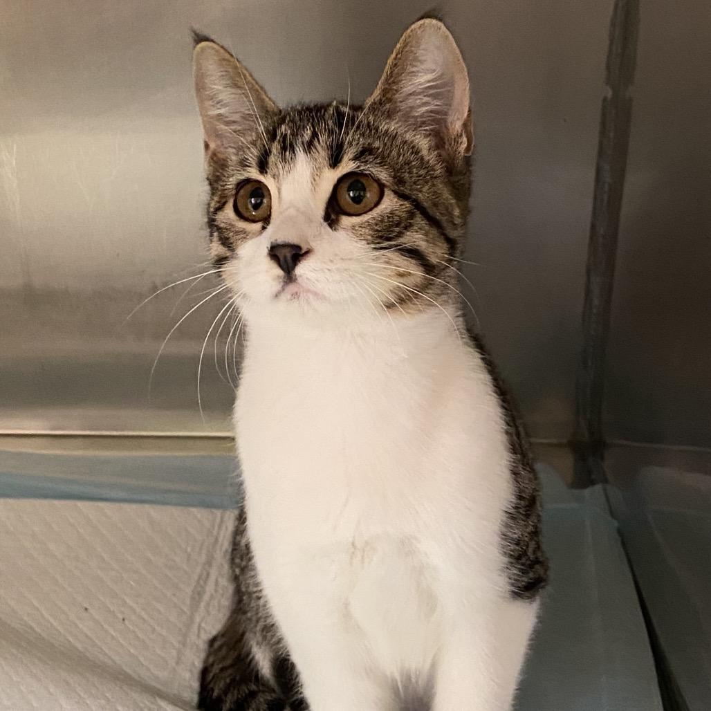 Enlarge Hanna, a Adoptable Domestic Short Hair in Monroe, LA image 1/1