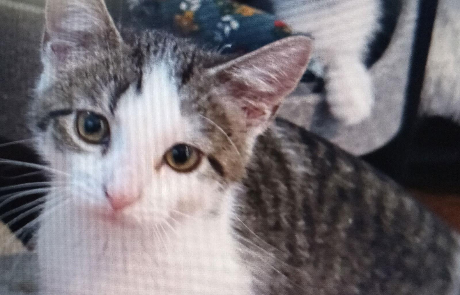 Enlarge Nessa, a Adopted Domestic Short Hair in Brook Park, OH image 1/3