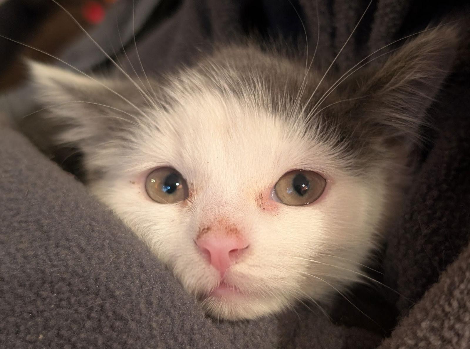 Enlarge Nessa, a Adopted Domestic Short Hair in Brook Park, OH image 2/3