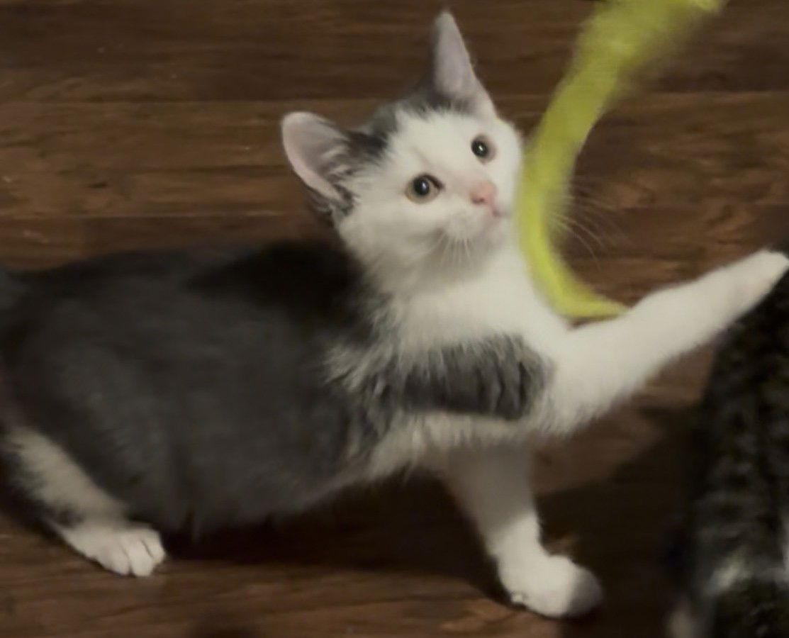 Enlarge Nessa, a Adopted Domestic Short Hair in Brook Park, OH image 3/3