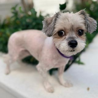 Enlarge KOKO, a Adoptable Shih Tzu in Santa Monica, CA image 3/3