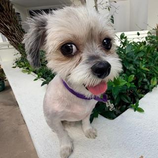 KOKO, Adoptable, Young Male Shih Tzu.