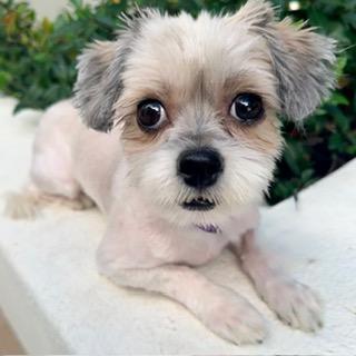 Enlarge KOKO, a Adoptable Shih Tzu in Santa Monica, CA image 2/3