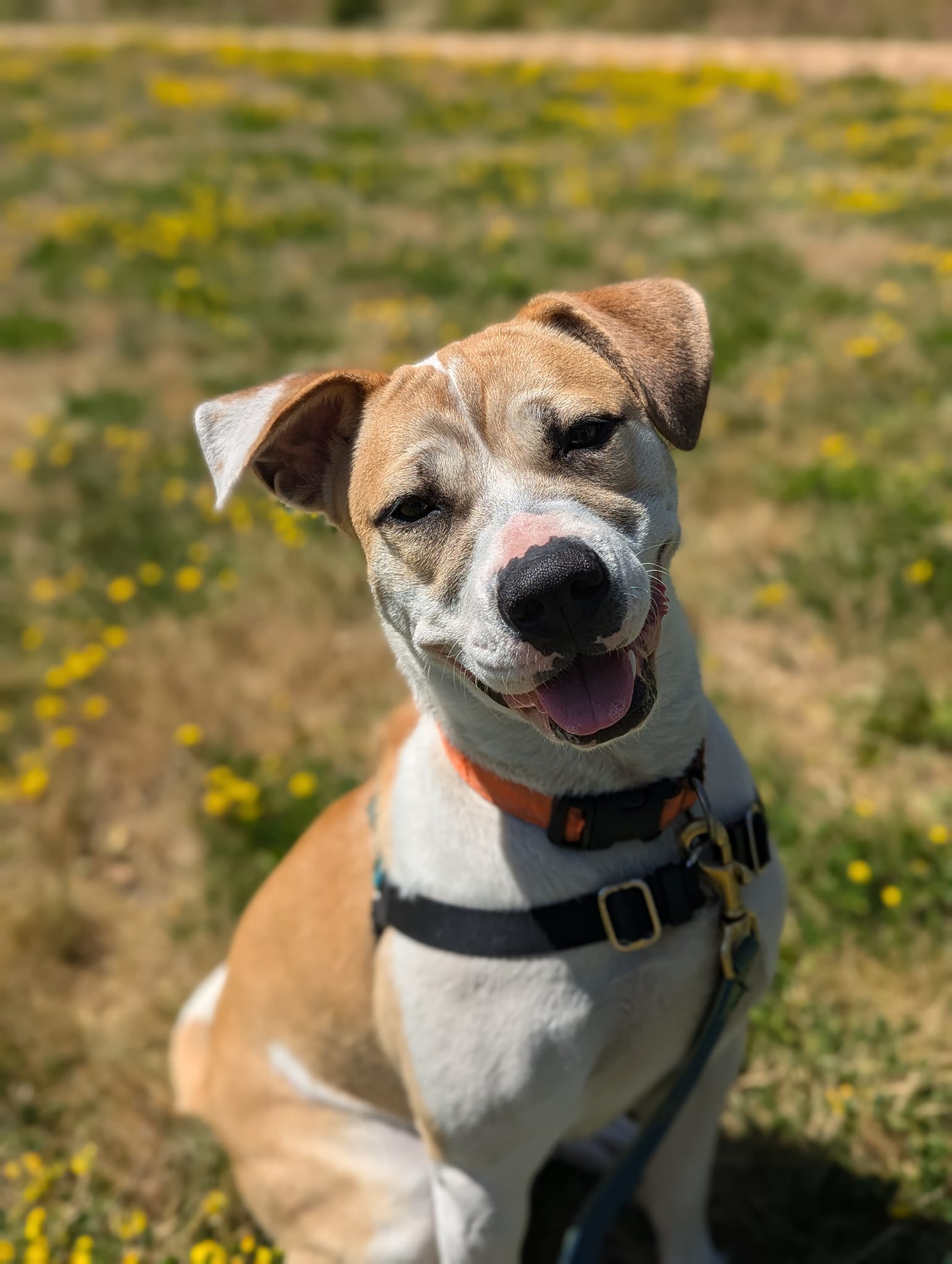 Ramona
