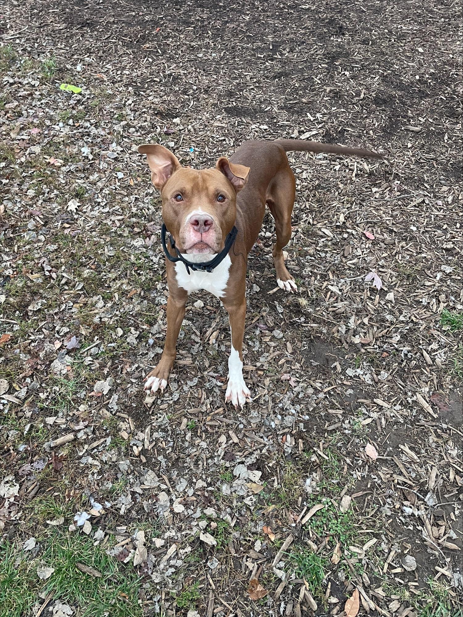 Leo, Adoptable, Adult Male Pit Bull Terrier.